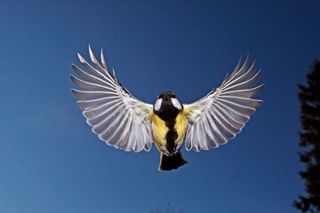 Great Tit, parus major, Male in Flight, Normandy