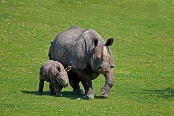 Fototapeta premium Indian Rhinoceros, rhinoceros unicornis, Mother with Calf