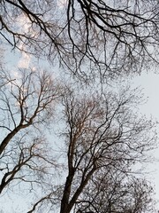 Branches in the Sky. The overhead view during a blue sky summer day in the forest. Trees silhouettes.