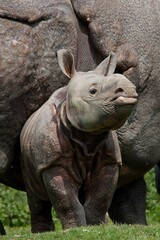 Obraz premium Indian Rhinoceros, rhinoceros unicornis, Mother with Calf