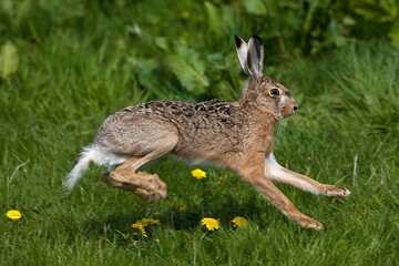 European Brown Hare, lepus europaeus, Adult running on Grass, Normandy