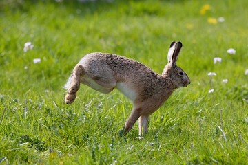 European Brown Hare, lepus europaeus, Adult running on Grass, Normandy