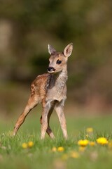 Roe Deer, capreolus capreolus, Foan with Flowers, Normandy