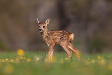 Roe Deer, capreolus capreolus, Foan with Flowers, Normandy