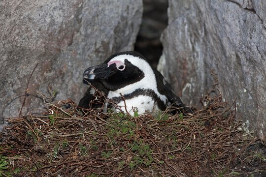 JACKASS PENGUIN OR AFRICAN PENGUIN spheniscus demersus, ADULT BROODING, SITTING ON NEST, BETTY'S BAY IN SOUTH AFRICA