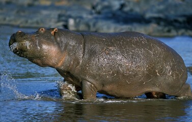 Naklejka premium HIPPOPOTAMUS hippopotamus amphibius, ADULT STANDING IN MARA RIVER, MASAI MARA PARK, KENYA