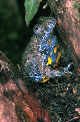 YELLOW BELLIED TOAD bombina variegata