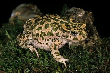 Fototapeta premium GREEN TOAD bufo viridis