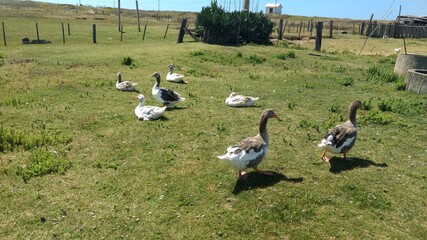 geese in the grass