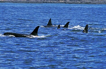 KILLER WHALE orcinus orca, GROUP NEAR ORCA ISLAND