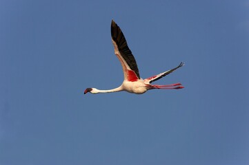 LESSER FLAMINGO phoenicopterus minor, ADULT IN FLIGHT, NAKURU LAKE IN KENYA