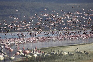 LESSER FLAMINGO phoenicopterus minor, COLONY AT NAKURU LAKE, KENYA