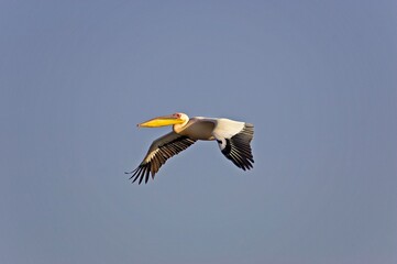 GREAT WHITE PELICAN pelecanus onocrotalus, ADULT IN FLIGHT AT NAKURU LAKE, KENYA