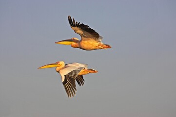 GREAT WHITE PELICAN pelecanus onocrotalus, ADULTS IN FLIGHT AT NAKURU LAKE, KENYA