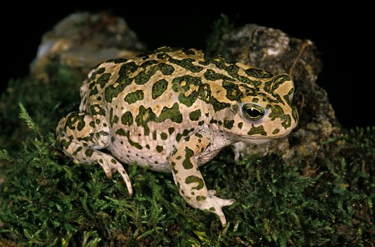 GREEN TOAD Bufo Viridis