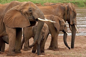 Obraz premium AFRICAN ELEPHANT loxodonta africana, MASAI MARA PARK IN KENYA