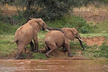 AFRICAN ELEPHANT loxodonta africana, YOUNG PLAYING NEAR RIVER, MASAI MARA PARK IN KENYA