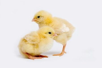 CHICKS AGAINST WHITE BACKGROUND