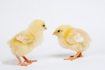 CHICKS AGAINST WHITE BACKGROUND