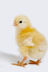 CHICK AGAINST WHITE BACKGROUND