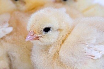 PORTRAIT OF CHICK