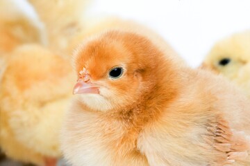 CHICK AGAINST WHITE BACKGROUND