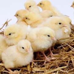 CHICKS ON STRAW AGAINST WHITE BACKGROUND