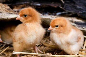 CHICKS ON STRAW