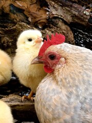 BARBU D'UCCLE, A BREED FROM BELGIUM, HEN AND CHICK