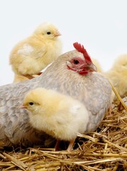 Obraz premium BARBU D'UCCLE, A BREED FROM BELGIUM, HEN AND CHICKS