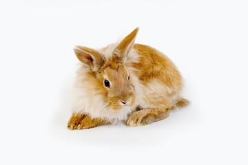 RED DWARF RABBIT AGAINST WHITE BACKGROUND