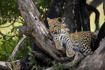 LEOPARD (4 MONTHS OLD CUB) panthera pardus, YOUNG LAYING DOWN IN TREE, NAMIBIA