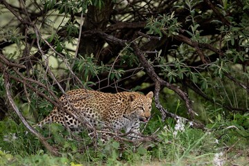 LEOPARD (4 MONTHS OLD CUB) panthera pardus, YOUNG EMERGING FROM BRANCHES, NAMIBIA