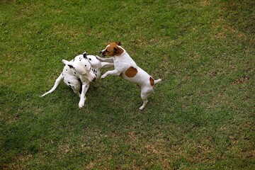 JACK RUSSELL TERRIER AND DALMATIAN PLAYING IN GARDEN