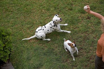 JACK RUSSELL TERRIER AND DALMATIAN, WOMAN PLAYING WITH DOGS IN GARDEN