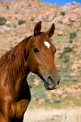 AMERICAN SADDLEBRED HORSE