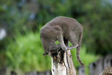 DOMESTIC CAT, ADULT RUBBING HEAD ON POST, NAMIBIA