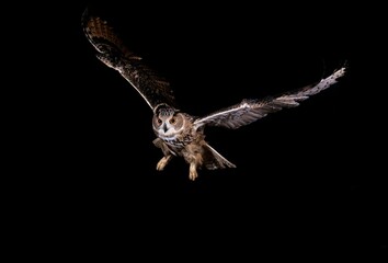 EUROPEAN EAGLE OWL bubo bubo, ADULT IN FLIGHT, NORMANDY IN FRANCE