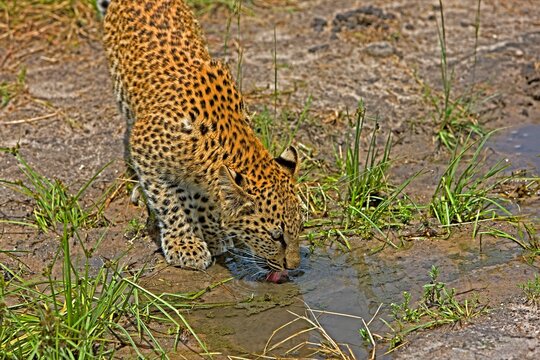 LEOPARD (4 MONTHS OLD CUB) panthera pardus, YOUNG DRIKING FROM POND, NAMIBIA