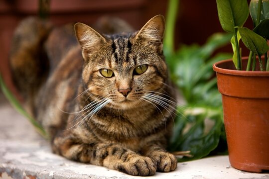DOMESTIC CAT WITH PLANTS, NAMIBIA