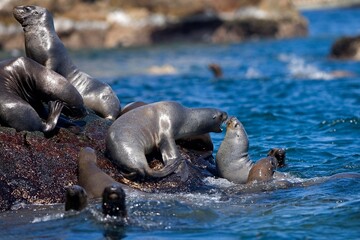 SOUTH AMERICAN SEA LION OR SOUTHERN SEA LION otaria byronia, PARACAS NATIONAL PARK IN PERU