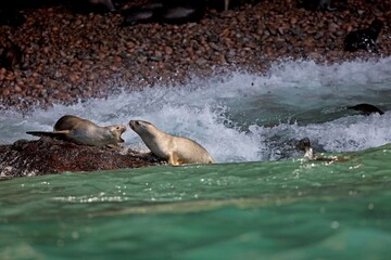 Fototapeta premium SOUTH AMERICAN SEA LION OR SOUTHERN SEA LION otaria byronia, PARACAS NATIONAL PARK IN PERU