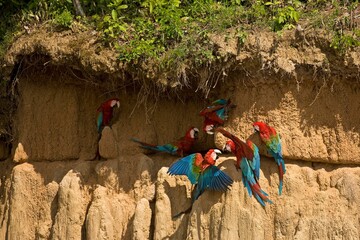 RED-AND-GREEN MACAW ara chloroptera, GROUP EATING CLAY, CLIFF AT MANU NATIONAL PARK, PEROU © slowmotiongli