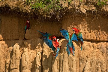 RED-AND-GREEN MACAW ara chloroptera, GROUP EATING CLAY, CLIFF AT MANU NATIONAL PARK, PEROU © slowmotiongli