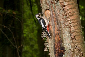 GREAT SPOTTED WOODPECKER dendrocopos major, ADULT DOING A HOLE ON TREE TRUNK, NORMANDY IN FRANCE
