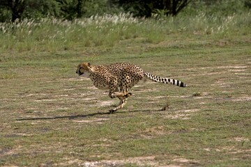 CHEETAH acinonyx jubatus, ADULT RUNNING, NAMIBIA © slowmotiongli