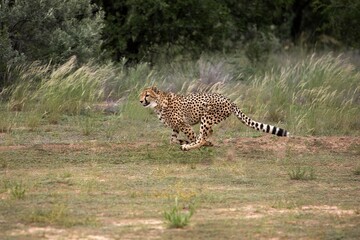 CHEETAH acinonyx jubatus, ADULT RUNNING, NAMIBIA © slowmotiongli