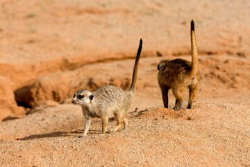 MEERKAT suricata suricatta, ADULTS STANDING ALERT, NAMIBIA