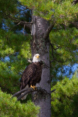 Bald Eagle (Haliaeetus leucocephalus) perching on branch in a pine tree