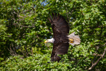 Bald Eagle (Haliaeetus leucocephalus) flying in Northern Wisconsin